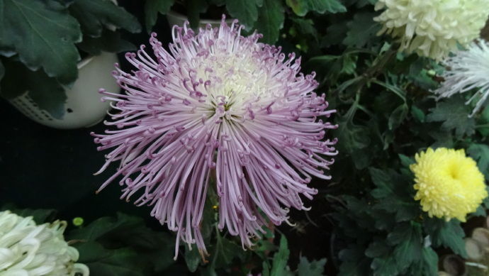 喜欢菊花,不如养盆“珍品名菊”黄浦景绣,似流星烟花,绚丽多姿