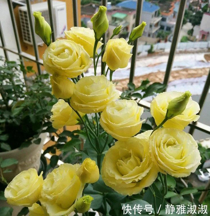 山梨|颜值超高的几款花卉,一年四季花开不停,给点阳台就灿烂