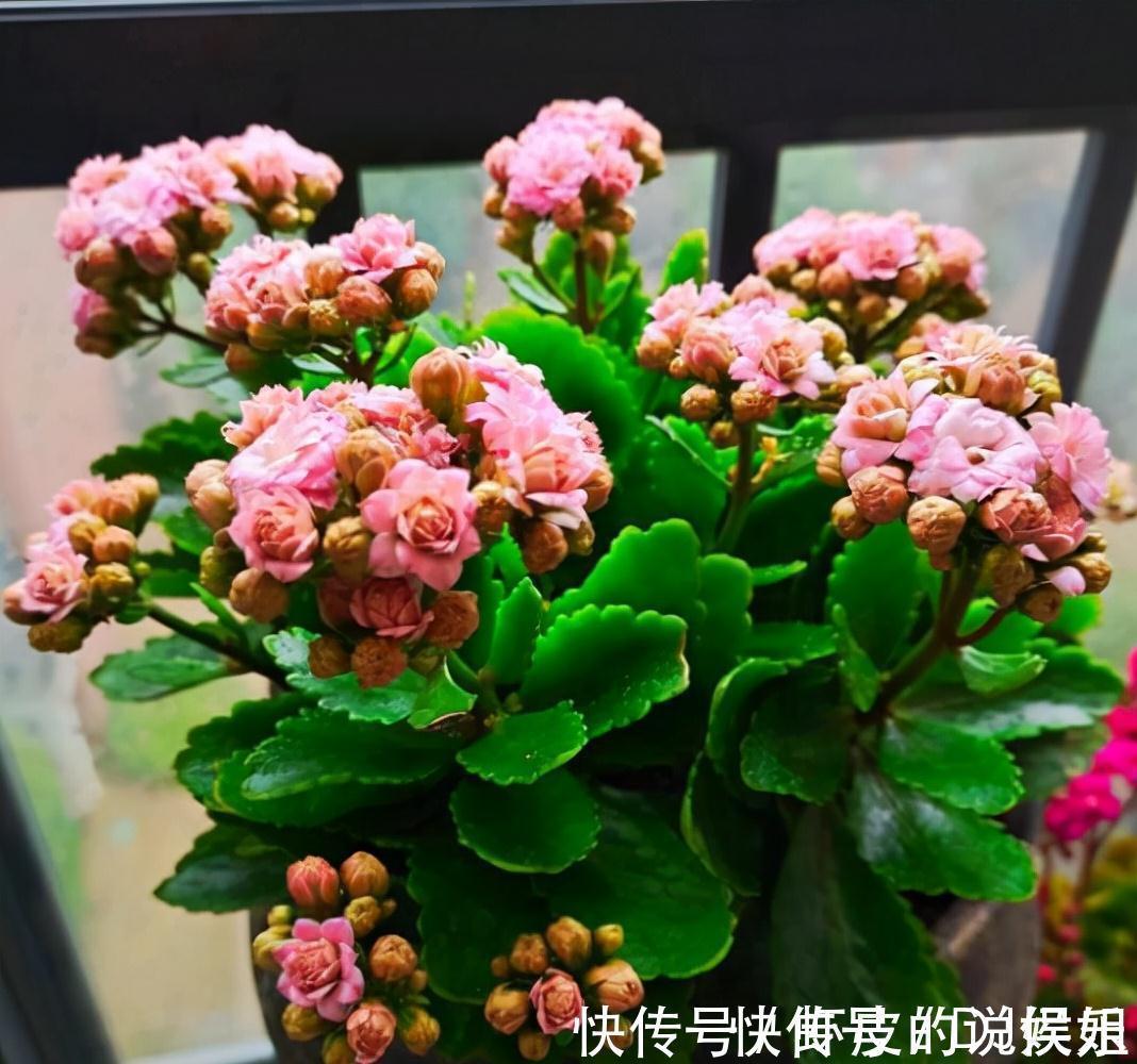 根系|寿命长的“3种花”,最喜欢用小盆栽种,盆越“小”长得越好