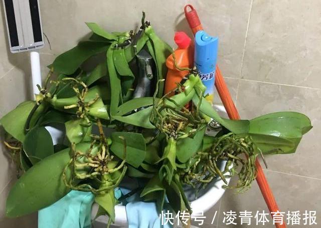 养不好5种植物，就要赶紧“跳坑”，不然买多少、死多少