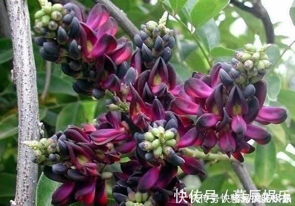 这东西,俗称“鸡血藤”,枝条红如鸡血,目前极其珍贵,遇见是福