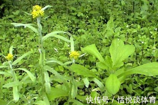 泡水|农村不起眼的三种野草泡水喝,清热降火排肝毒,就看你能不能找到