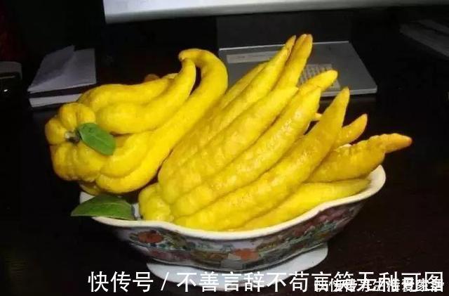 阳台上|还在苦苦养花吗?今年都流行种果树了,开完花就结果,味甜真不错