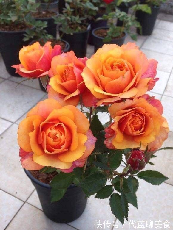 又美又香的月季花,还没入手太亏了,花期可是几百天