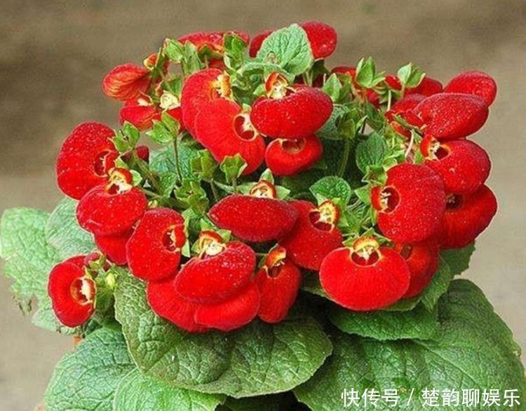适合新手养的几种花,好活易爆盆,开花美长势旺