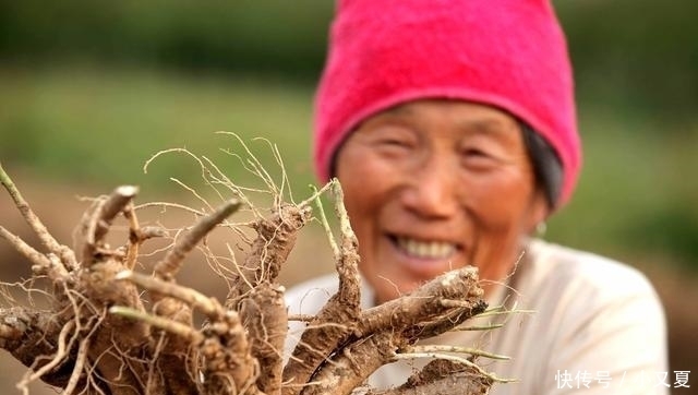  前景|这5种中药材功效多、市场需求大、种植前景好! 想致富不妨试试!