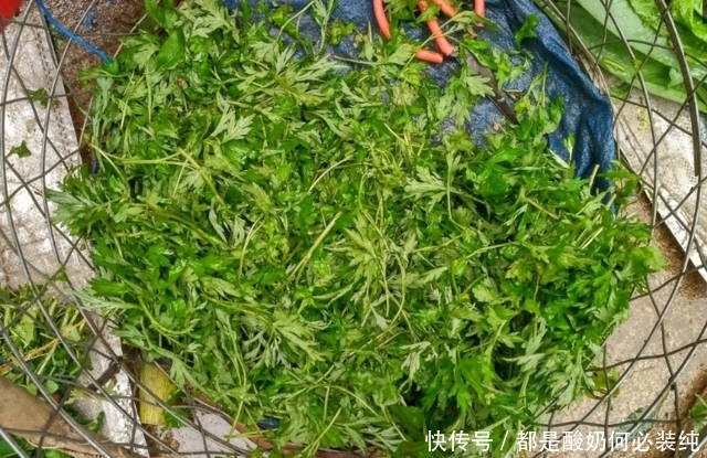 集市有种野菜价格贵过猪肉，农村大姐一上午摘100斤不愁卖