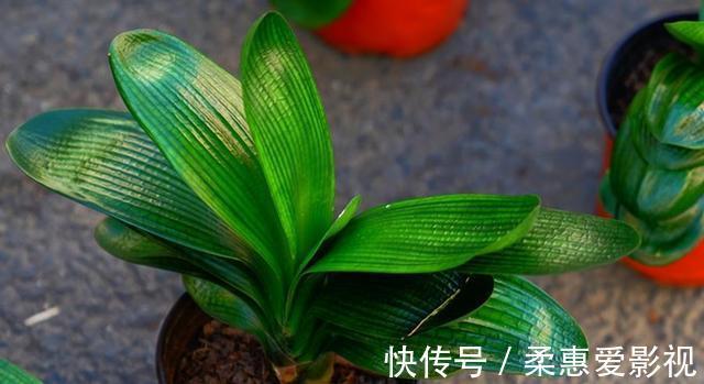 君子兰有“6怕”,难怪总是养不好,新手规避