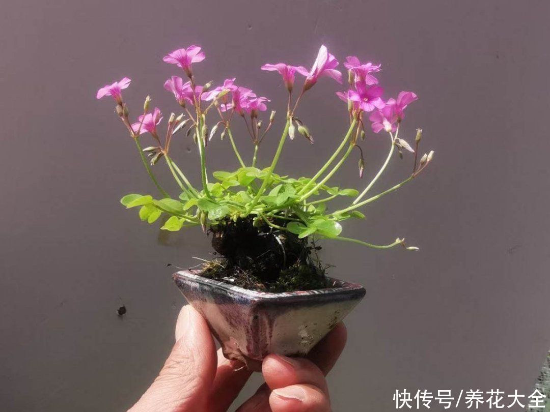 金银花|养到烦人的花，盆都不够用，扔掉还很心疼