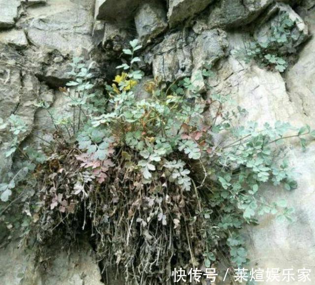 此种“野草”有臭味,却比“卷柏”值钱,放阳台晒2天,1斤卖80元