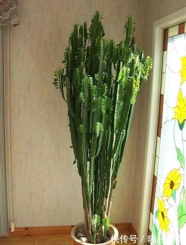 7种大型花,建议在客厅养一盆,吸废气制氧气,还有旺家的好寓意