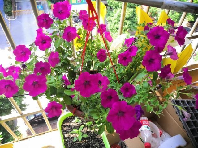 急性子的人就养这4种花，掐个枝条插土里，当年就开花