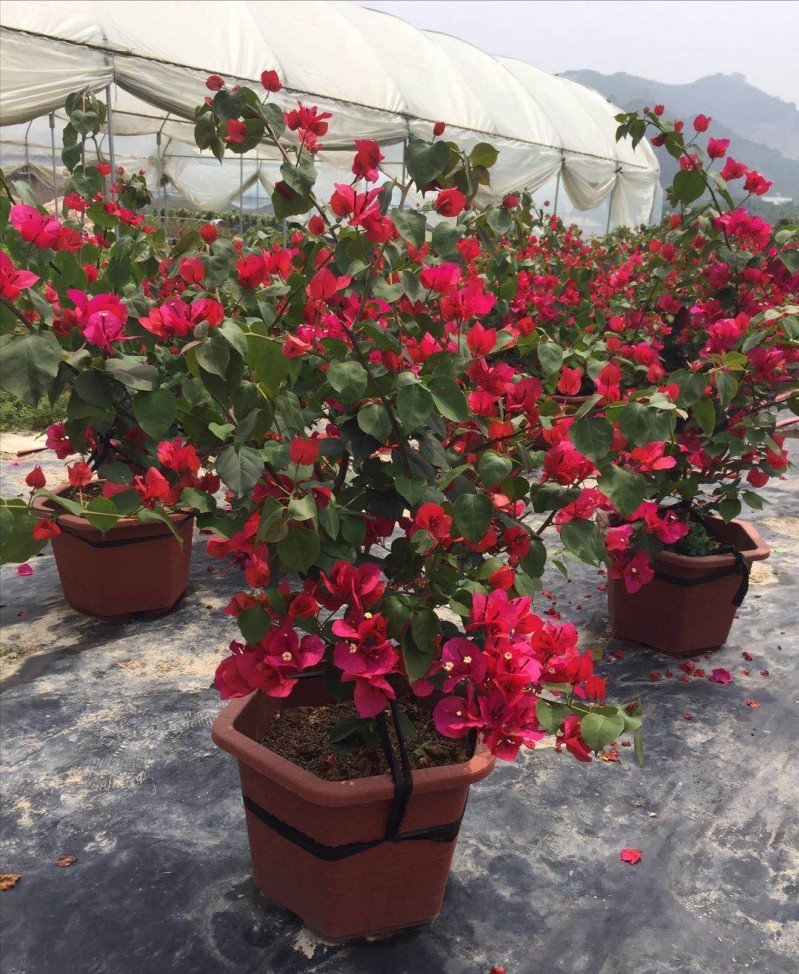 三角梅开败了?狠狠心,用3个“高招”,挤满新枝芽,又爆二茬花