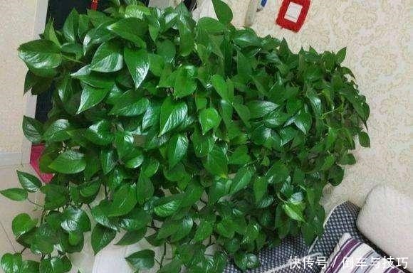 绿萝到底怎么浇水2个浇水技巧，学会浇水就能把绿萝养爆盆！