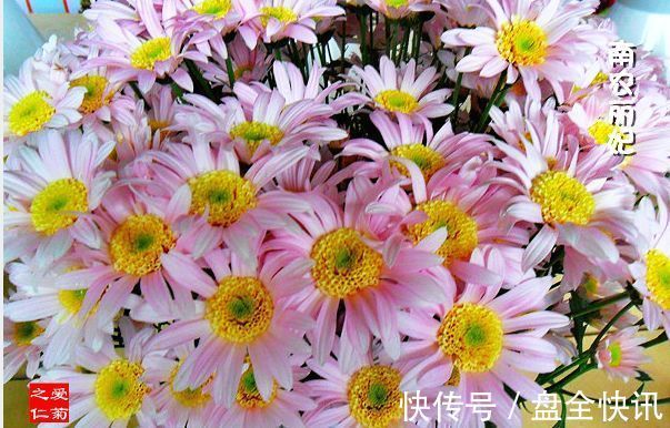 喜欢菊花,不如养盆优良名菊“南农小菊”,花开爆满枝,多彩多姿