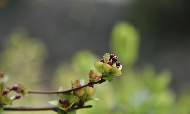 明日惊蛰,传统习俗除了吃梨,还要吃这6种美食,你都知道吗?