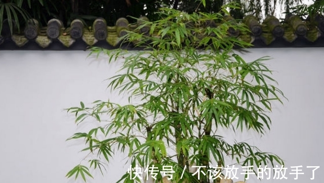 大雪将至,养花试试这几款,造化神秀,养花人必备
