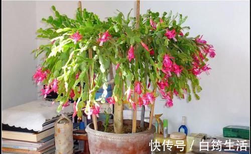新芽|蟹爪兰不烂根，叶子肥厚，把握好此3点，新芽不断冒出