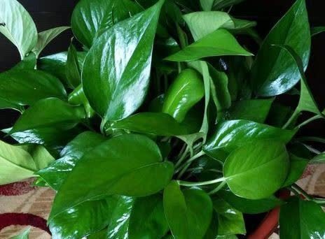 还在花钱买花肥?教你自制有机肥,不花一分钱养啥花都旺!