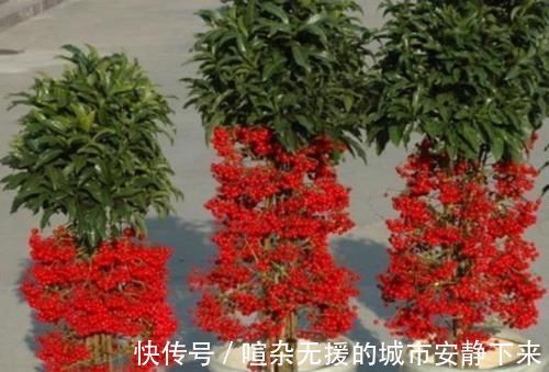 浇水|5种花高贵优雅,看了就让人沉醉,沾土就能活,浇水就疯长