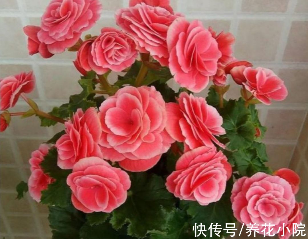半阴花|喜欢养花家里光照少，可选7种喜半阴花，漂亮还好养