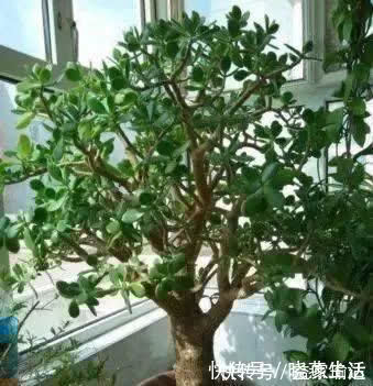 养花不如“养树”，这3种最合适，养人、旺财、吸甲醇，值！