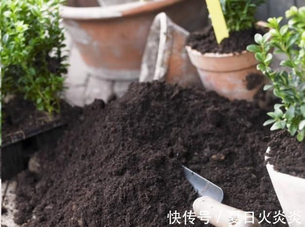 花盆|月季花移栽换盆，2个细节不能忽视，对植株生长非常有利