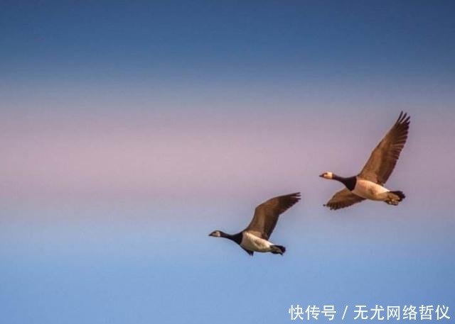 婚嫁|“随时南北,不失其节”——古代人婚嫁之时,为何总离不开大雁?