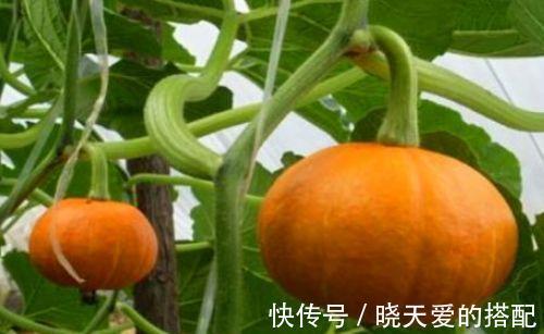 胭脂李|女性到了中年,推荐常吃的食物,养护血管,滋阴降火,延缓衰老