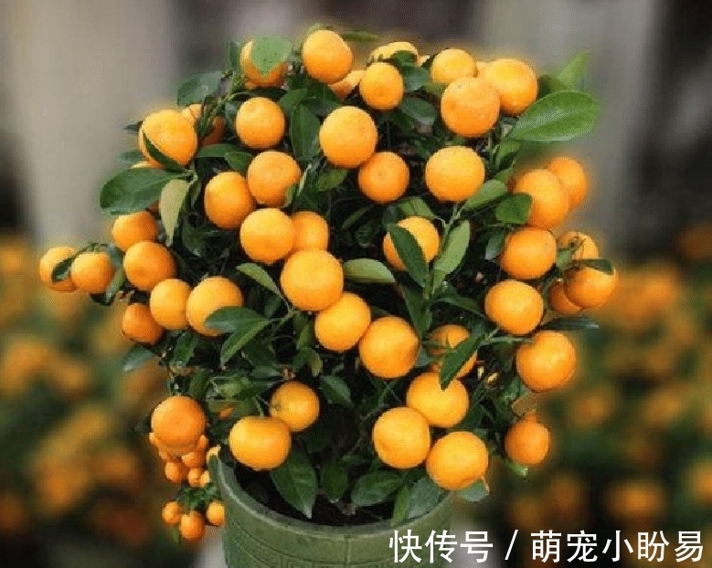 大年初一,牢记“3吃3摆2不做”,老传统别弄丢了,日子平安顺利