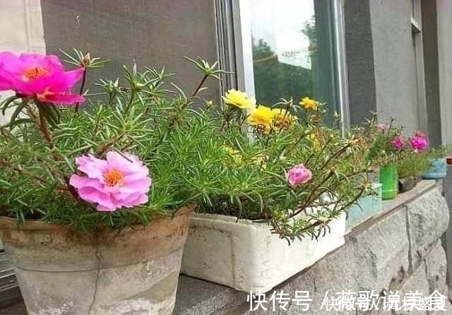 月季|3种花很贵,买不起就不用买,扦插一根枝条,就能开花大半年!