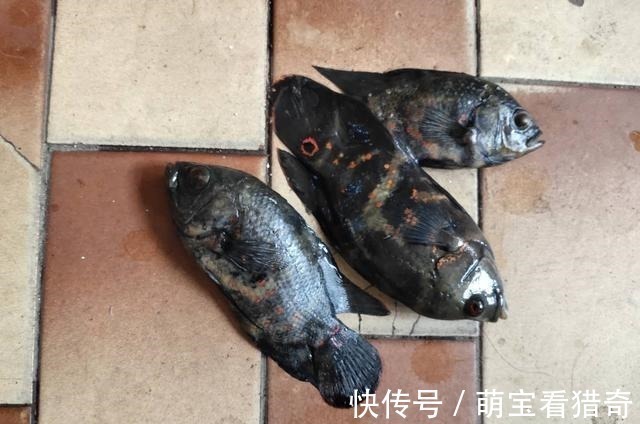 新年第一天,三条地图鱼直接拜拜救不回来了,原因在哪里