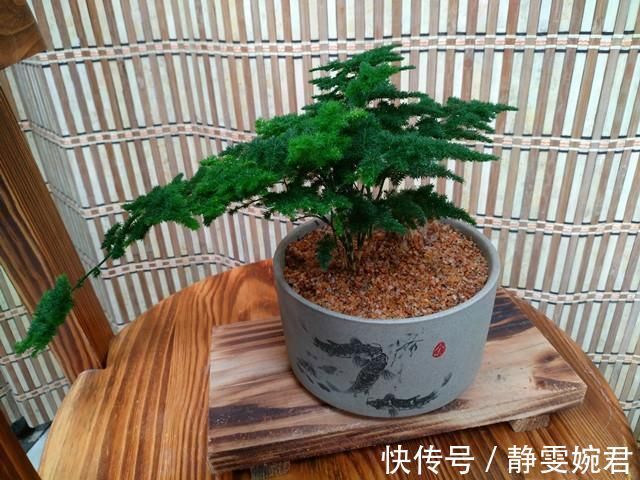 迎客松|非常受欢迎的盆栽,型如“迎客松”,四季常绿又好养,比文竹好看
