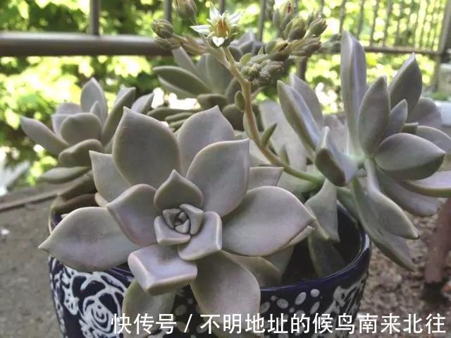 60种多肉图鉴及养护要点，1分钟学会，超全超实用！
