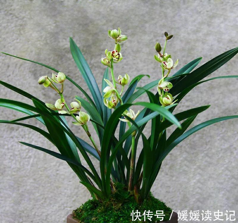 她养的兰花四季常开，艳丽又多姿，网友选对品种很重要