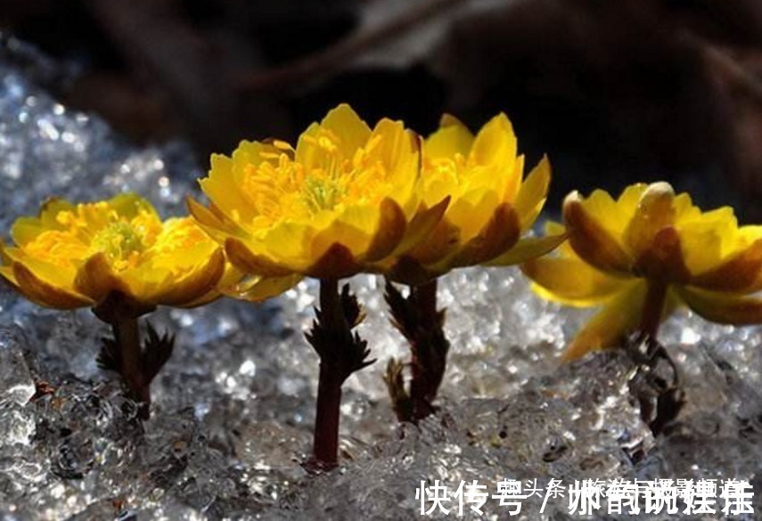 中国“最坚韧”的花在东北！从冰上长出来还能让人长寿！