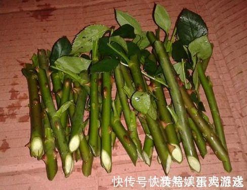 扦插|家庭养花,塑料瓶是“宝贝”,学会5个使用“小妙招”,一生受用