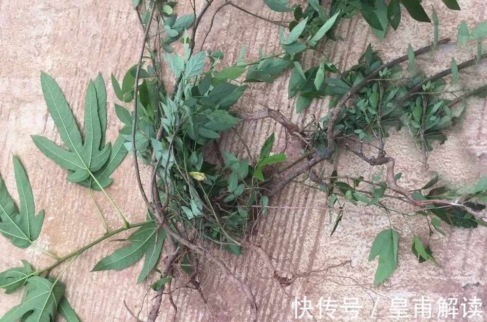 小树|人称“饿蚂蝗”,名字挺吓人,用处却很高,过去常炖肉给小孩吃