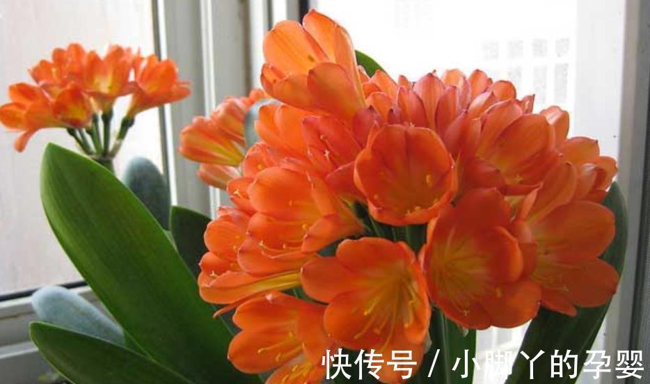 秋冬养君子兰,经常做4件事,叶大油绿开花美,开完一茬又一茬