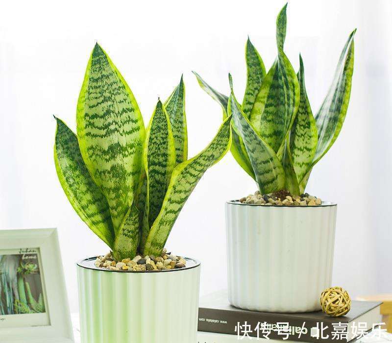 睡眠质量|适合卧室养的3种花，让你一觉睡到大天亮，远离失眠