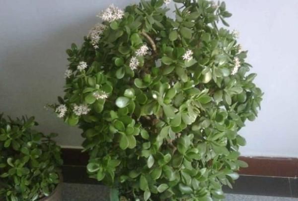 佛手|这4种花,养在家旺财又“镇宅”,比绿萝、发财树还要强100倍