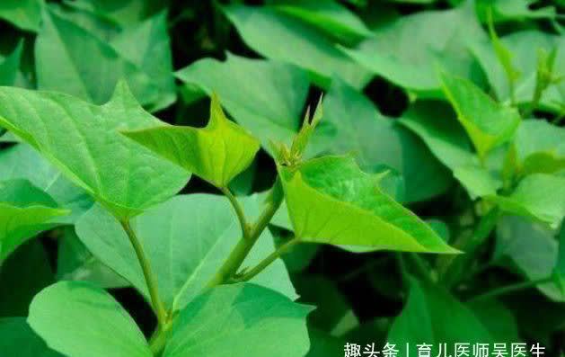 早衰|秋天预防早衰,记得多吃的好食物,眼睛明亮,肌肤年轻态,吃了好