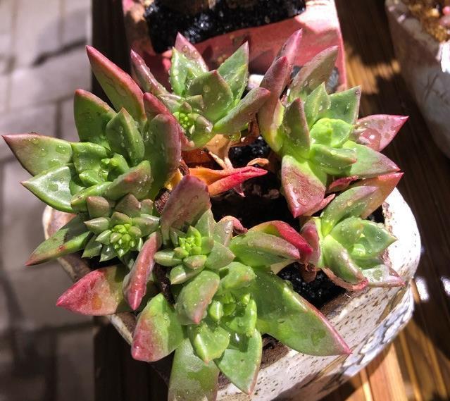 全面分析多肉植物黑腐的原因,清楚这些,不怕多肉养不活长不大