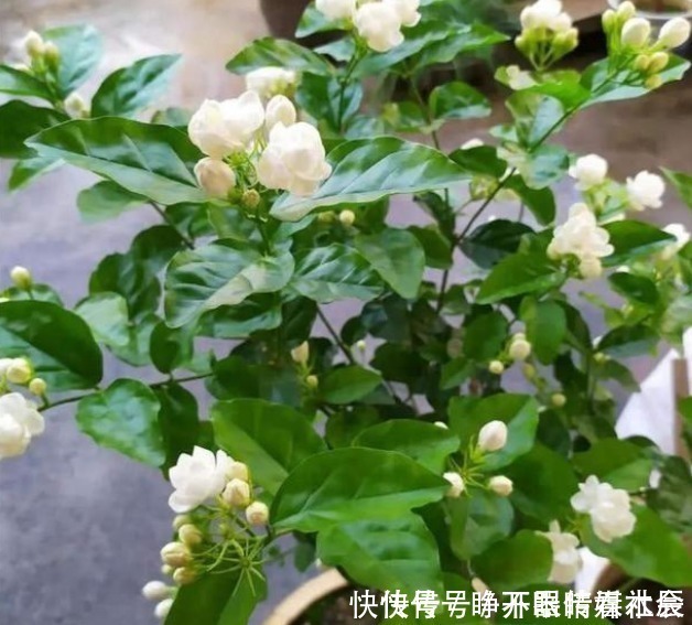 花朵|这5种花卉堪称活香水,养一盆摆客厅,满屋子飘香!