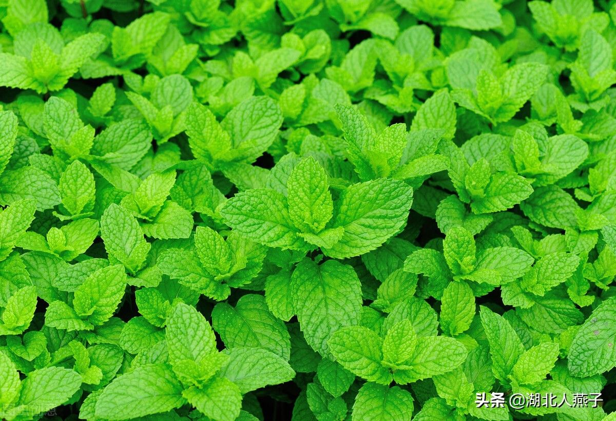 野菜|49种野菜大图片，带你见识不同的野菜和吃法，你想要的野菜这里有