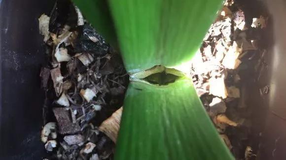 秋天|绿萝君子兰烂心叶黄，“剃个头”新芽直冒，呼呼爆盆！