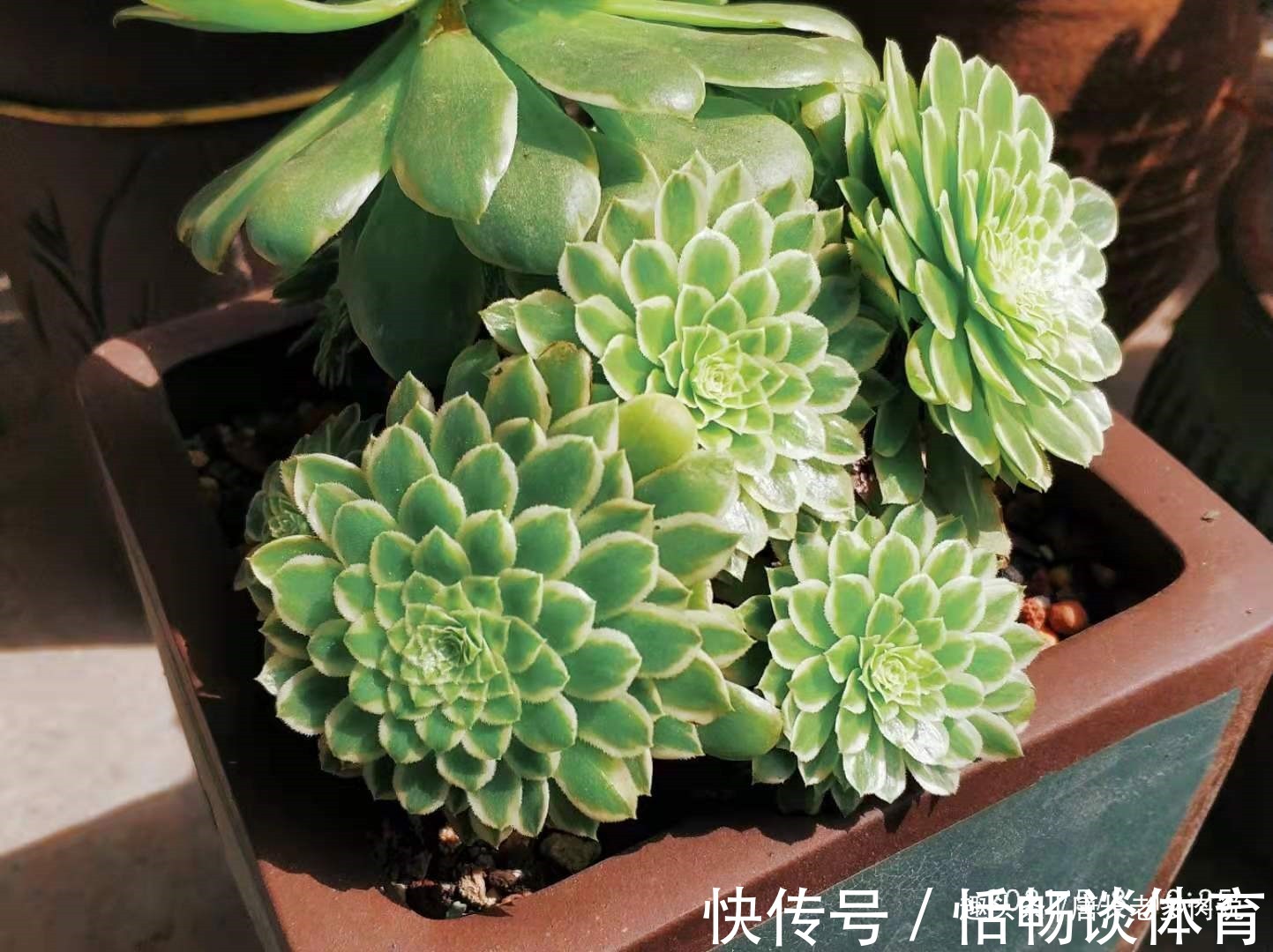 春夏之交带锦|春夏之交带锦的法师还可以露养吗?当然可以,不过要注意养护细节