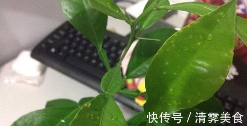 止咳|不管咳嗽多严重,水里加上一把它,煮开喝一碗当场就能止咳