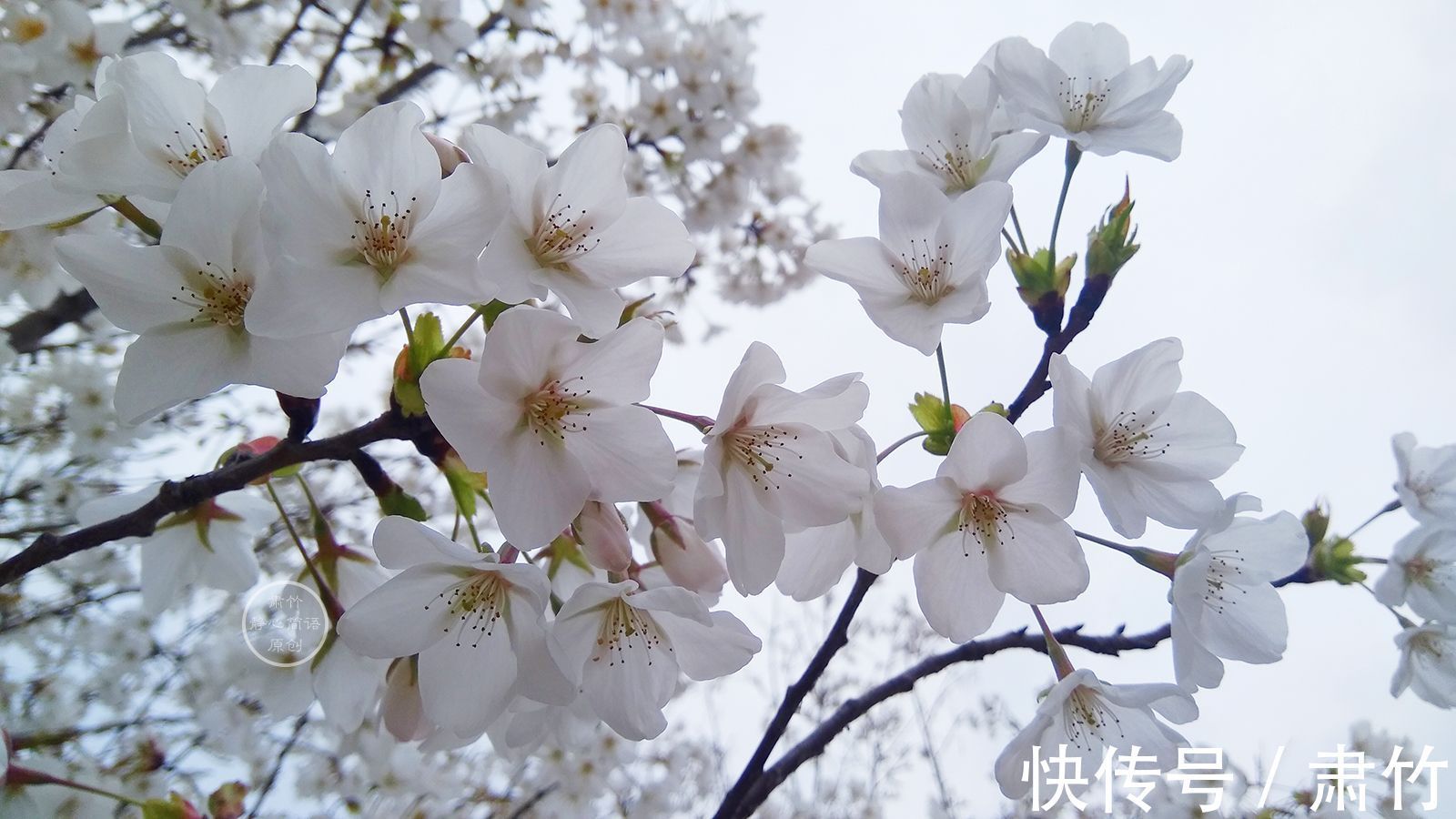 大雾|随着一场别离，伊便在大雾中隐去