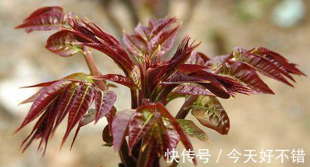 作用|香椿,只吃芽太可惜,的其他作用你了解嘛